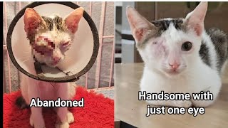 Abandoned in a very sad condition. But this kitten now has a new life despite only having one eye.