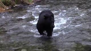 Bear pounces on man with camera