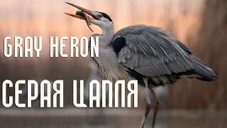 Gray Heron (Birds of Russia) Film 78