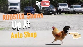 This Rooster Shows Up At Auto Shop And Makes It His Home !