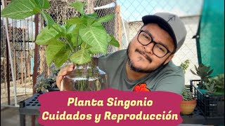 Planta Singonio (Punta de flecha) Cuidados.