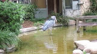 【ハシビロコウ】サーナさん魚の群れに逃げられる