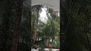 നല്ല മഴ  RAIN #viral