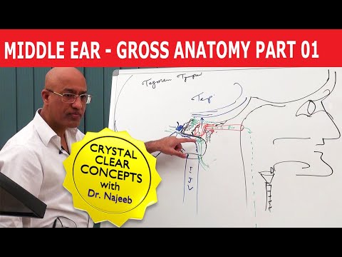 Middle Ear - Gross Anatomy - Part 1/9 - Dr. Najeeb Lectures