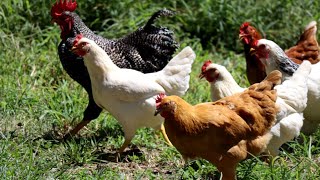 CHICKEN SOUNDS - Learn Clucking Sound Effects of Chickens and Hens