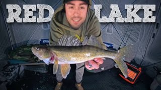 RED LAKE WALLEYE (Fishing Report \u0026 Tips)