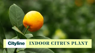 You can grow this citrus plant indoors