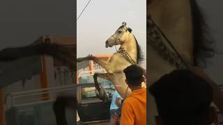 Pushkar mele men aya bohot hi lajawab ghoda #lajwab #pushkar #mela #horse #short