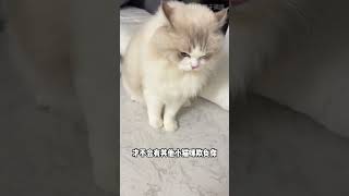 猫咪去世前，离别的四个信号 #科学养宠攻略 #cat #养猫知识 #貓咪 #养猫经验分享 #萌寵