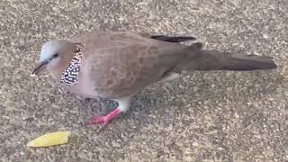 Spotted turtle dove/ Hawaiian Spotted dove.