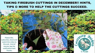 Firebush/Firecracker Cuttings in December - YES - hints, tips on Hamelia patens.  Saving the bush!