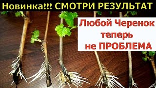 СМОТРИ РЕЗУЛЬТАТ  Я ОБАЛДЕЛ  ГЕНИАЛЬНО И ПРОСТО СПОСОБ УКОРЕНЕНИЯ черенков! 100% рабочее средство!