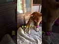 暑い日はスイカが最高な柴犬さん shorts 柴犬 しばいぬ 柴犬風太郎