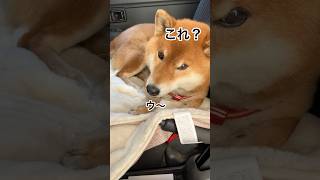 ’25.2.13 眠気に勝てない力丸… #柴犬 #柴犬のいる暮らし #柴犬の日常 #カメラ目線 #力丸