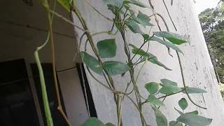 টবে বরবটির বাম্পার ফলন। Longyard bean cultivation in pot।। Urban Agriculture Bd