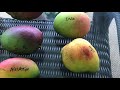 india mango zill 36 8 super alphonso florida grown mango tasting