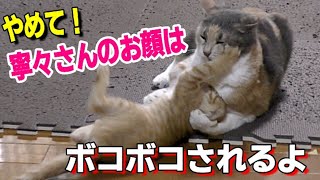 保護された子猫の威嚇ポーズ　先住猫にニャンプロで叩きのめされるんだけどその後が・・・