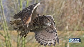 WSU students look to nature to solve drone noise problem