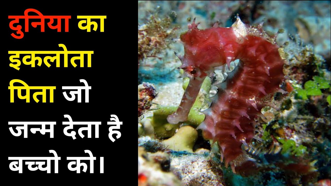 Seahorse Giving Birth | Seahorse Giving Birth In Aquarium - YouTube