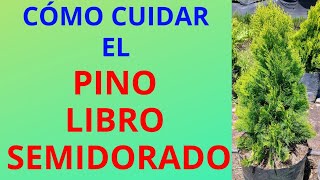 CÓMO CUIDAR EL PINO LIBRO SEMIDORADO Thuja orientalis