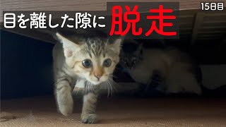 段ボール箱に捨てられてた子猫との生活15日目。子猫が部屋から脱走しました