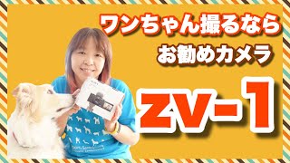 SONY ZV-1 などドッグトレーナーのカメラ談議　ワンちゃんの撮影がラク＆きれい＆楽しい！！