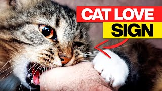 Signs Your Cat Says "I LOVE YOU " In Cat Language