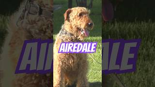 Airedale Terrier: The King of Terriers with a Rich History