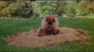 Caddyshack (1980) - The Gopher shows-up on the golf course | RetroMovies