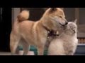 Download Animal rights in islam In Mp4 3Gp Full HD Video