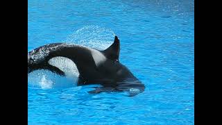 Kasatka perimeter tumble training at SeaWorld San Diego in 2008