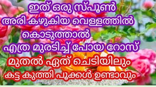 അരി കഴുകിയ വെള്ളത്തിൽ ഇത് ഒരു സ്പൂൺ കൊടുക്ക്#എത്ര മുരടിച്ച റോസും കട്ട കുത്തി പൂക്കും#Gardening tips