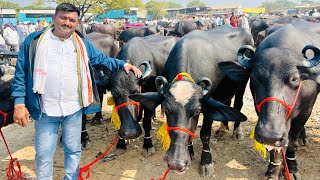 सचिन तात्या कडे हरियाणा च्या दोन गाड्या भाकड म्हशी च्या आल्या || घोडेगांव भाकड म्हैस बाजार || किंमत😱