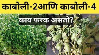 काबोली-2 आणि काबोली-4 फरक | what a difference Kaboli-2 and kaboli-4