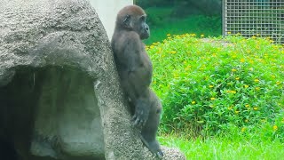 小金剛Jabali站著好可愛Little gorilla Jabali standing so adorable