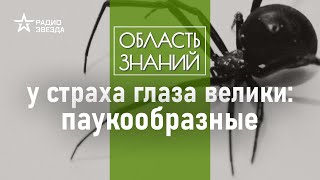 Как путешествуют и убивают пауки? Рассказывает биолог Илья Гомыранов