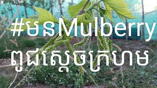 #មនMulberryពូជស្តេចក្រហម3