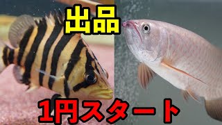 至急！ヤフオクの販売魚！スポッテッドバラムンディ！パーフェクトバンドダトニオプラスワン！エリオッティ　紹介