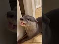 trick or treat🎃 カワウソ otter 癒し