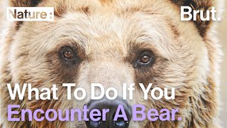 What To Do If You Encounter a Bear