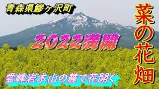 【青森県の花】【菜の花畑】霊峰岩木山の麓で満開の黄色の絨毯　菜の花畑を訪れる　飛び込みたくなる衝動【青森県鰺ヶ沢町】2022 05 16