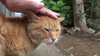 谷中だんだん猫の20年-2020/07/13