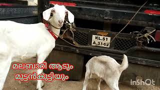 Malabari കടിഞ്ഞൂൽ ആടും 1 മുട്ടൻകുട്ടിയും🐐all kerala ഡെലിവറി 🐐