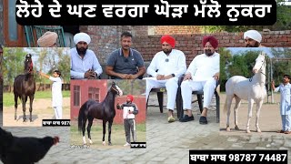 ਲੋਹਾਰ ਦੇ ਘਣ ਵਰਗਾ ਘੋੜਾ ਏ ਸੱਜਣੋ,,, ਬੱਚੇ ਵੀ ਕਮਾਲ ਆਏ ਆ