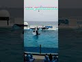 ラビーちゃんのスピンジャンプサイコ～ * ▽ shorts 鴨川シーワールド 鴨シー kamogawaseaworld killerwhale orca シャチ 水族館