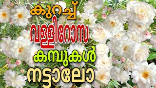 വള്ളി റോസ മുറിച്ച് കമ്പുകൾ എടുക്കാം🌹🌹 Take Rose Cuttings from Creeping Rose | Creeping Rose Red