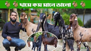 দামে কম মানে ভালো সজল ভাই-এর ছাগল গুলো | উন্নত এবং ক্রস জাতের টপ কোয়ালিটি ছাগল | #goat