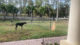 Greyhound rescued  Pheobe was rescued by Elite greyhound of Florida awesome folks  so cute