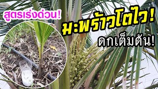 สูตรเร่งด่วน! ทำให้มะพร้าวโตไว! ผดดก! ด้วยเกลือแกง