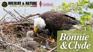 🦅 Wild Horizons Live: Bald Eagle Cam: Cardinal Land Conservancy